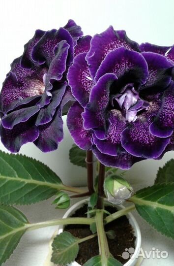 Сортовые глоксинии