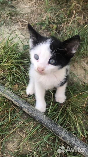 Котята в добрые руки бесплатно