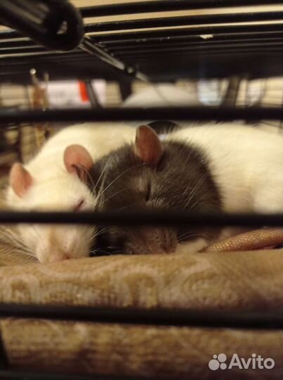 Крыски с большой клеткой