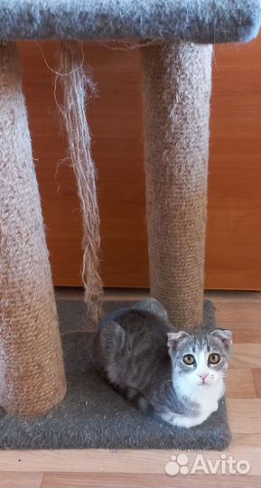 Котенок мальчик