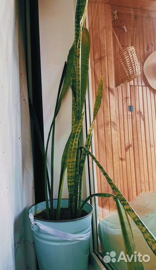 Сансивиерия