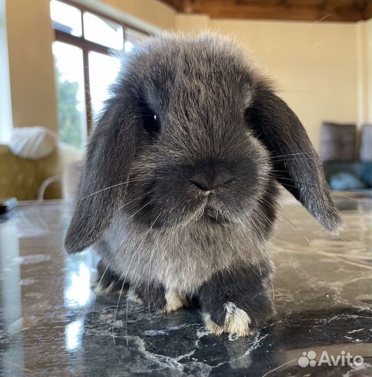 Декоративные кролики