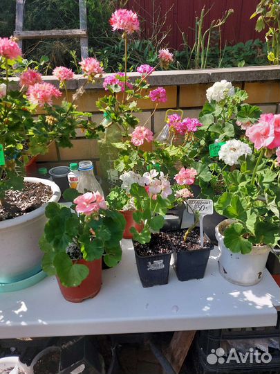 Пеларгония