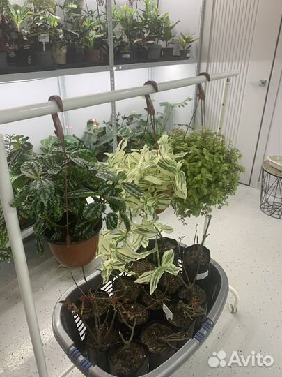 Ампельные растения