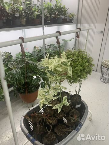 Ампельные растения