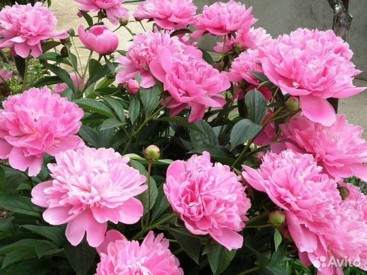 Пионы, спирея японская, астильба розовые