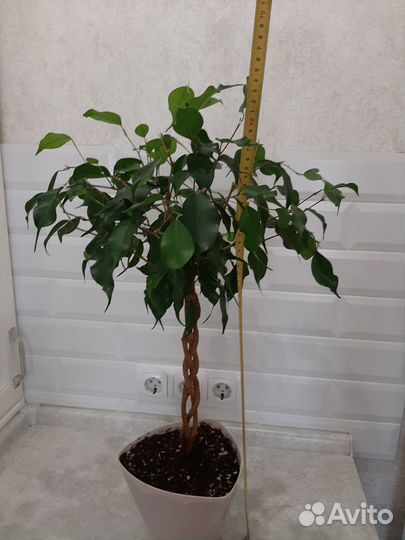 Фикус бенджамина плетеный