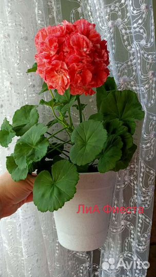 Пеларгония сортовая