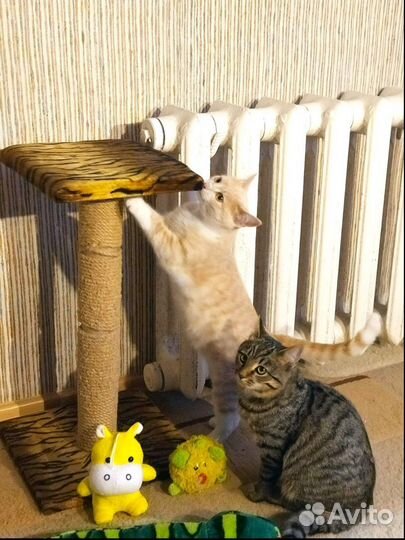 Котенок