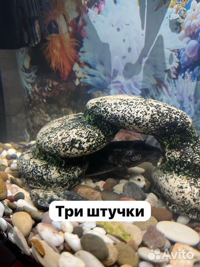 Аквариумные рыбы