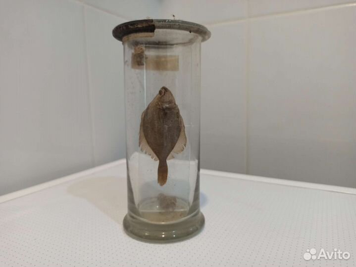 Камбала экспонат