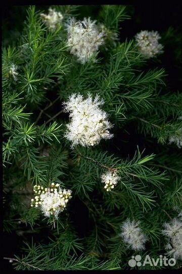 Мелалеука Брактеата