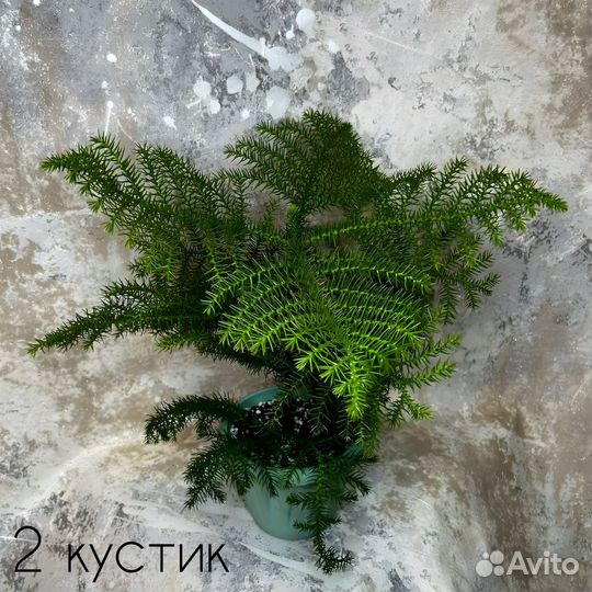 Араукария гетерофилла
