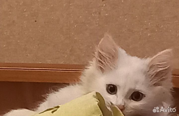 Отдам кошечку