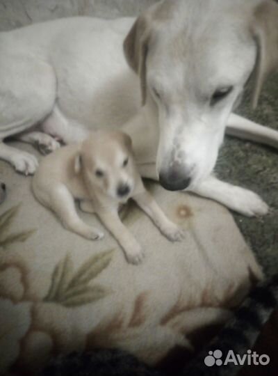 Отдам щенков