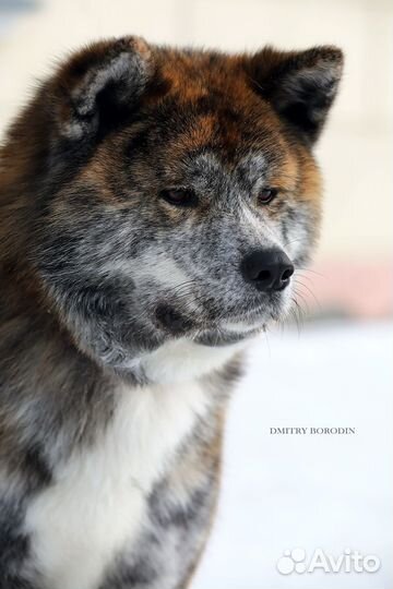 Щенки Японской акиты