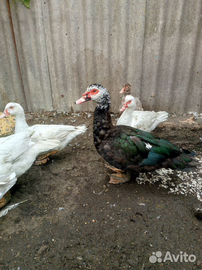 Мускусные Селезни, тяжелые линии