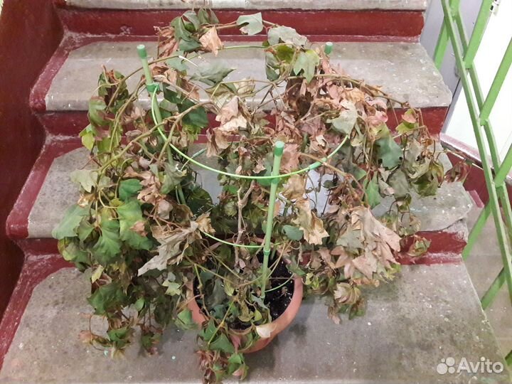 Комнатные цветы в заботливые руки