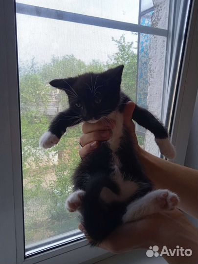 Котенок в дар бесплатно