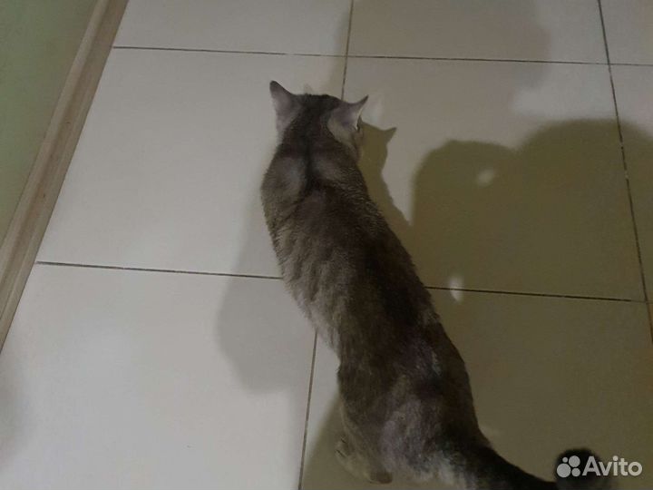 Обычный безпародистый кот