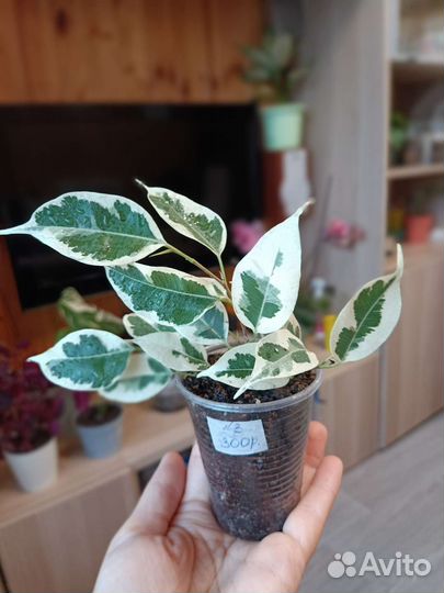 Фикус вариегатный