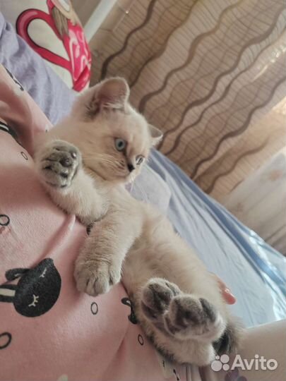 Шотландская кошечка окрас Блю поинт