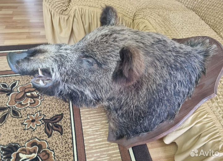 Чучело головы кабана