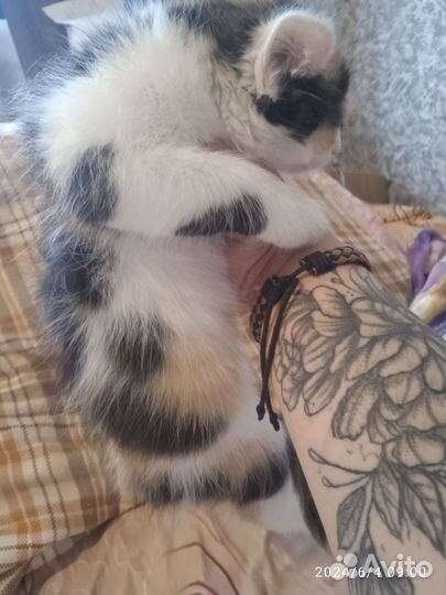 Кошка,три мальчика