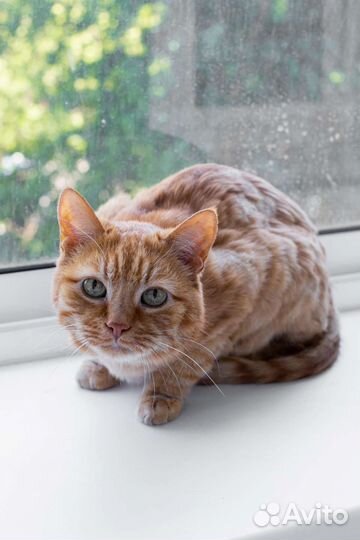 Кот Рыжик и кошка Муся