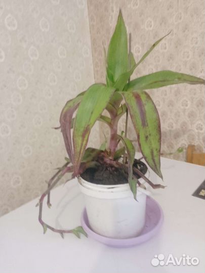 Герань пеларгония и ус золотой