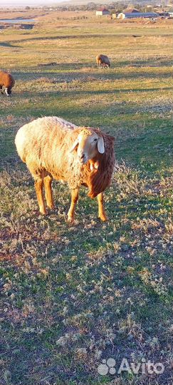 Продаётся бараны на племя