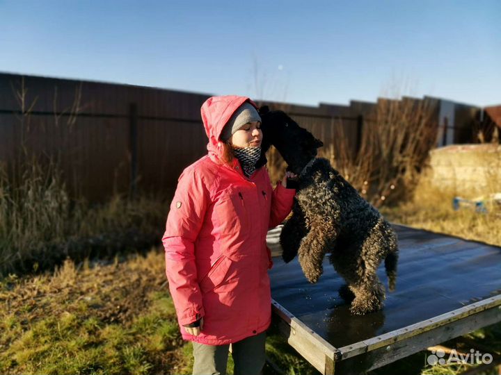 Дрессировка собак