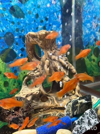 Рыба меченосец