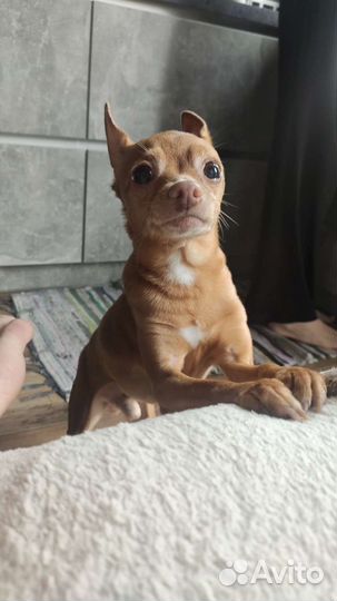 Передержка собак мелких пород