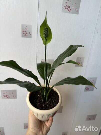 Спатифиллум женское счастье крупный сорт