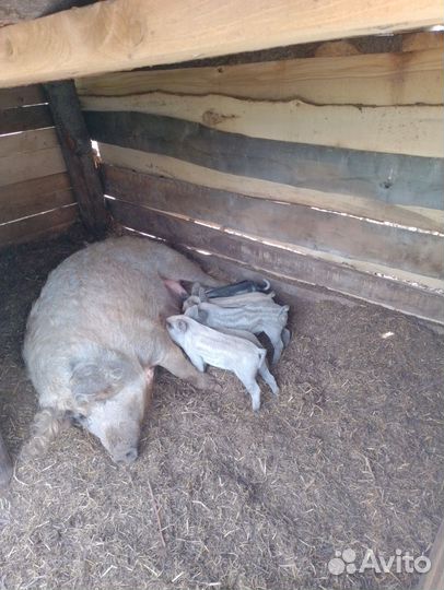 Поросята венгерской мангалицы