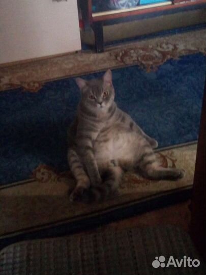 Кот британский короткошерстый