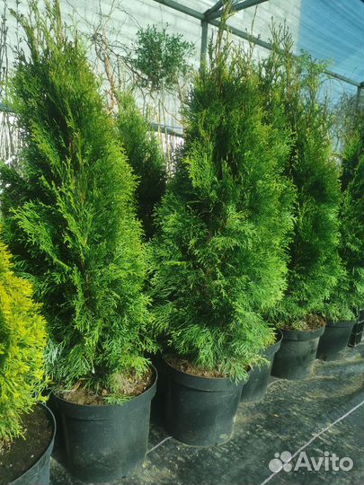 Туя ассорти