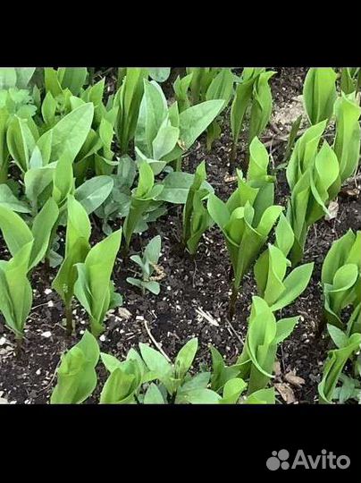 Ландыши рассада