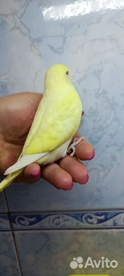 Попугаи ввп чехи