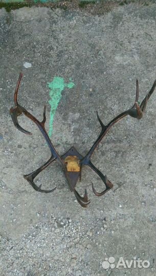 Рога оленя