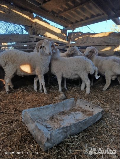 Овцы бараны