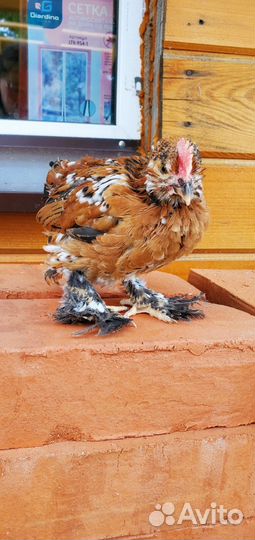 Петух