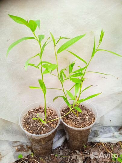 Ива шаровидная