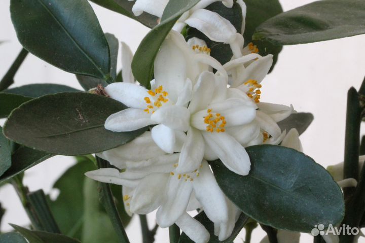 Каламондин