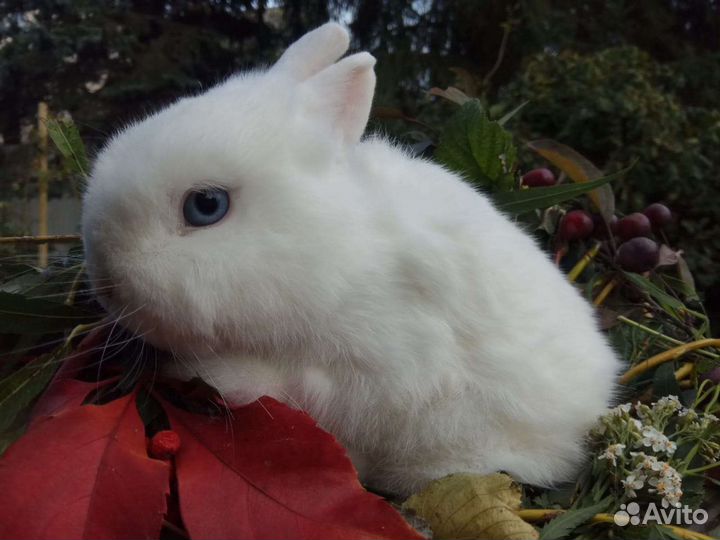 Крольчата гермелины