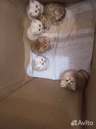 Британские котята