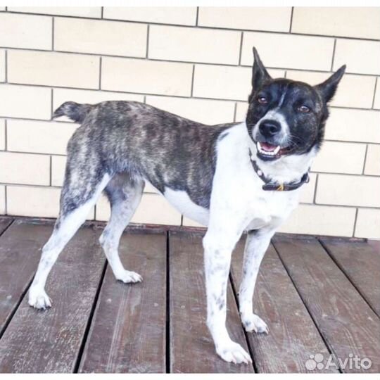 Собака небольшая 7 кг метис пинчера