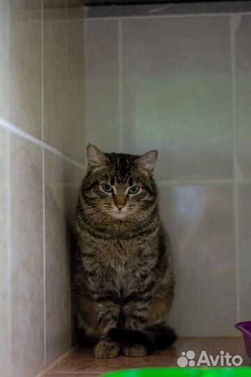 Кот в добрые руки