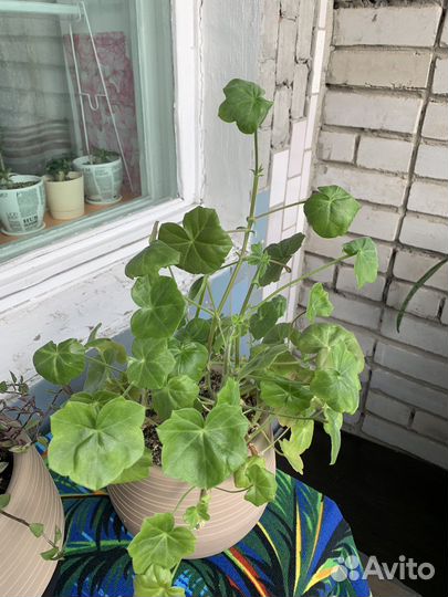 Пеларгония герань плющелистная в цветочном горшке